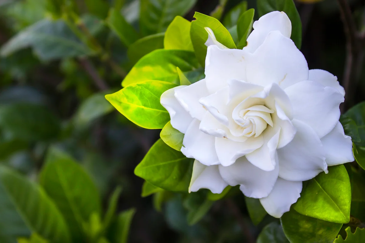 yellowed gardenia leaves