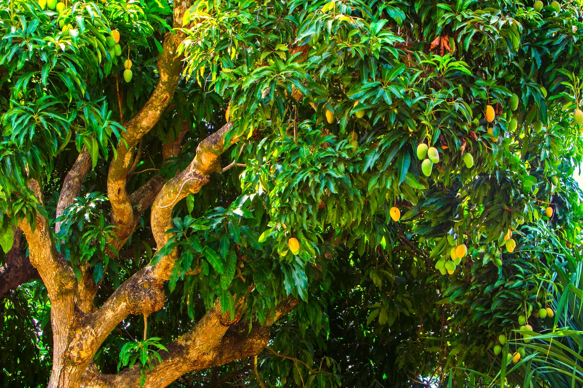 Mangos in Tree