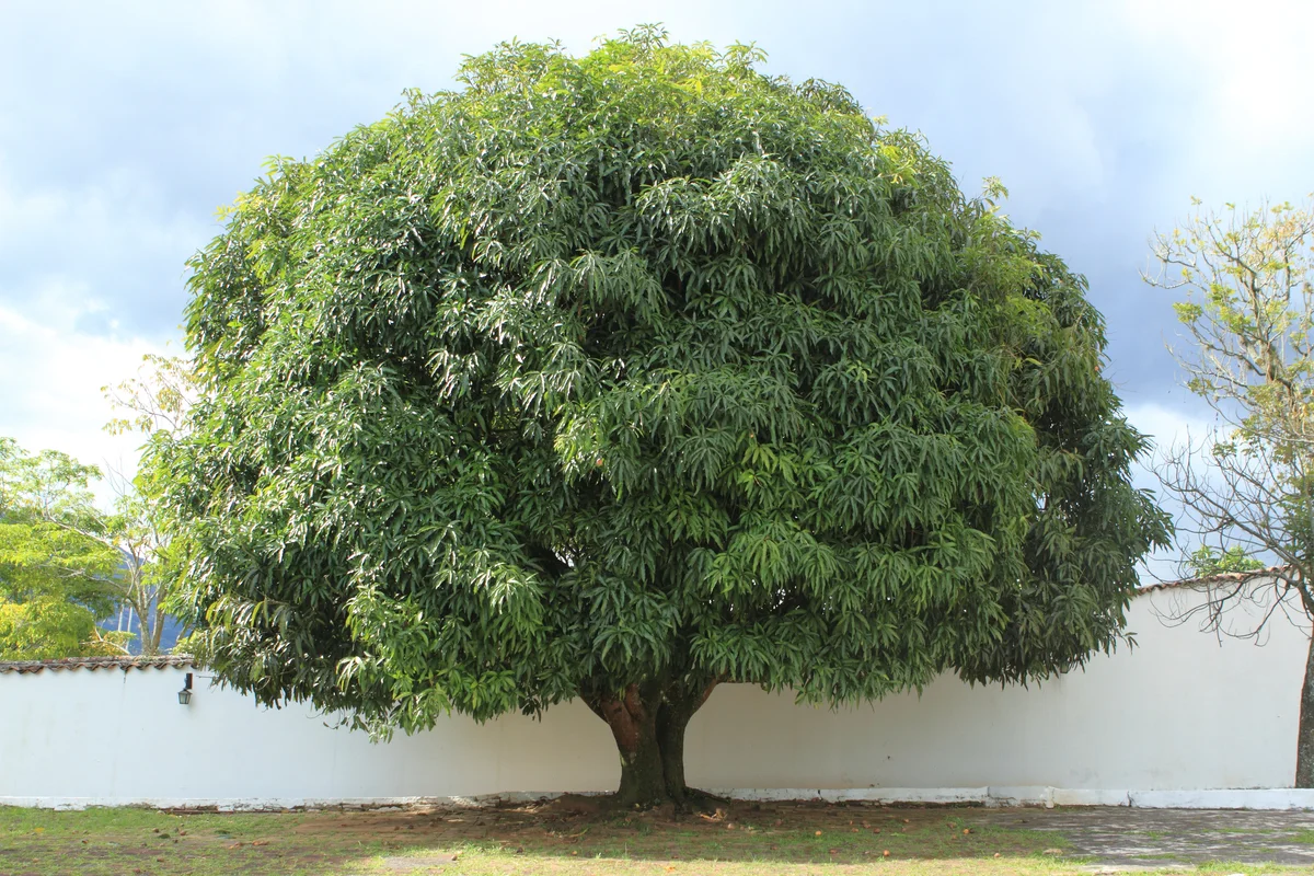 Big Mango Tree