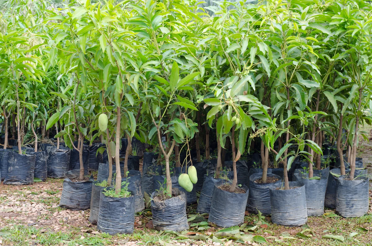 Mango trees in plastic bags