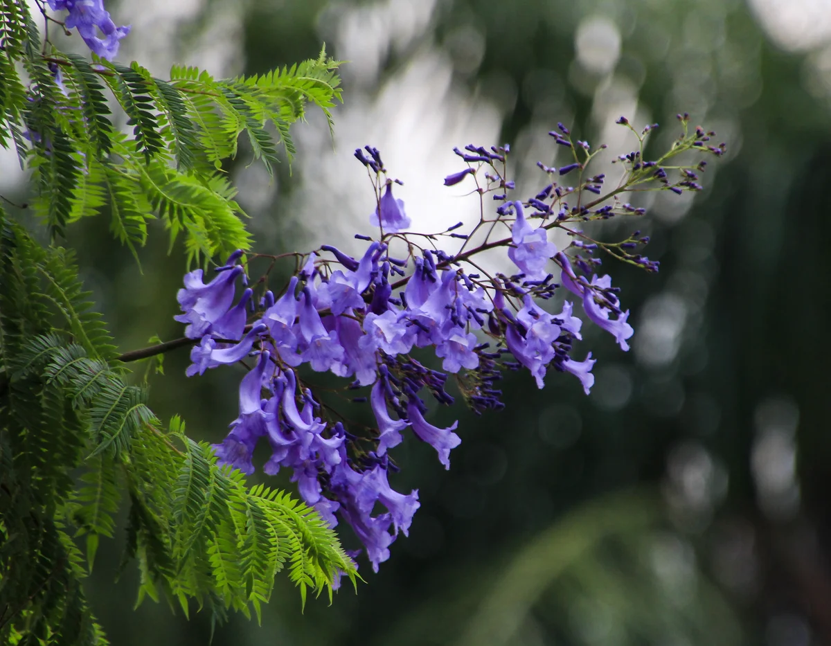 Jacaranda flowers