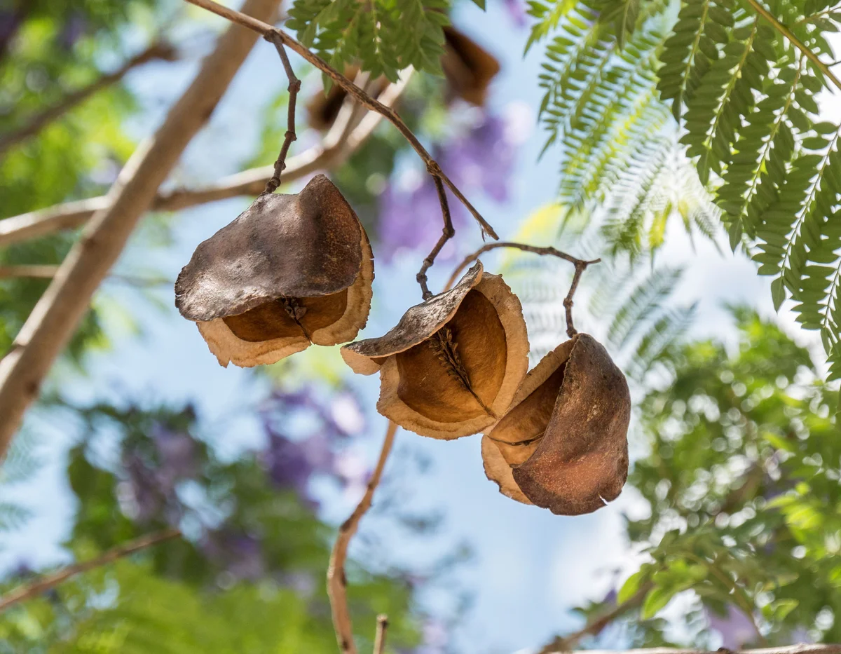 Jacaranda seedpods