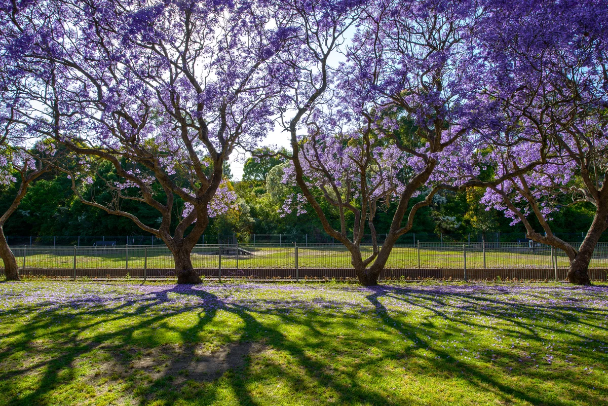 Jacaranda trees in row