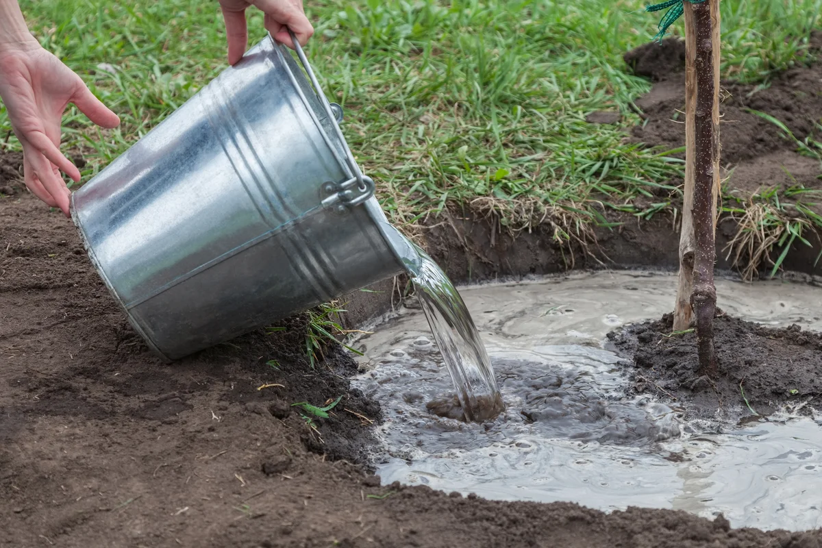Watering tree seedlings