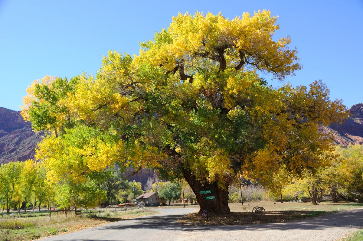 Cottonwood Tree in Autumn
