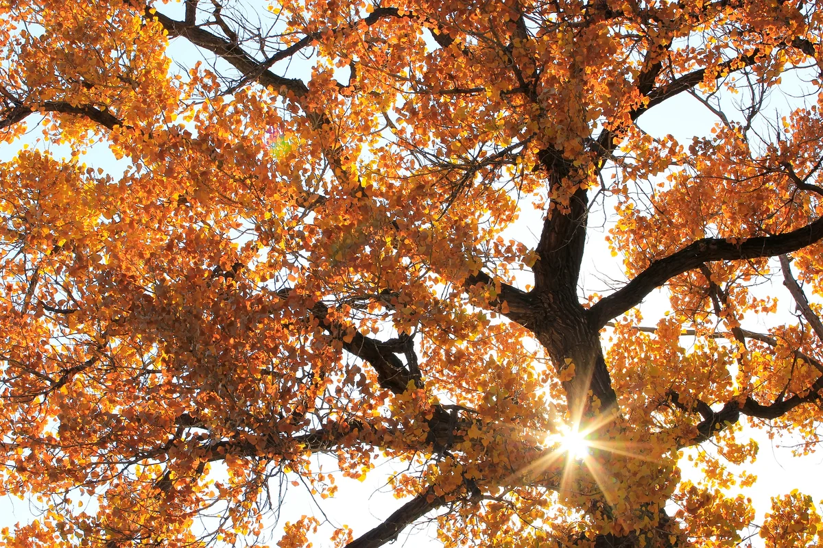 Cottonwood tree