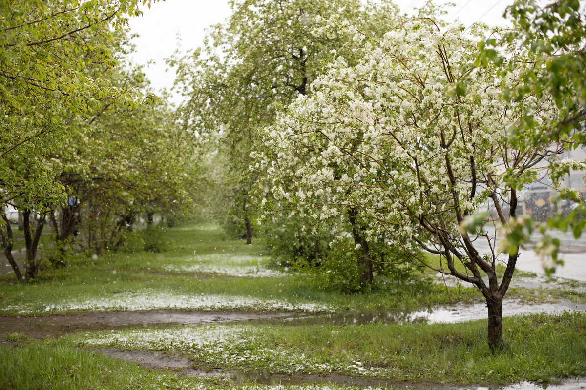 Trees in bloom