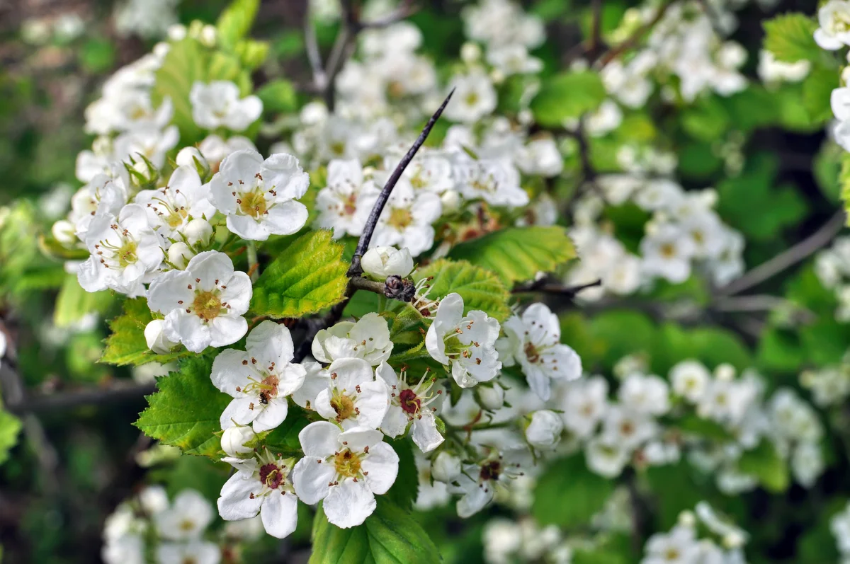 Hawthorn flowers