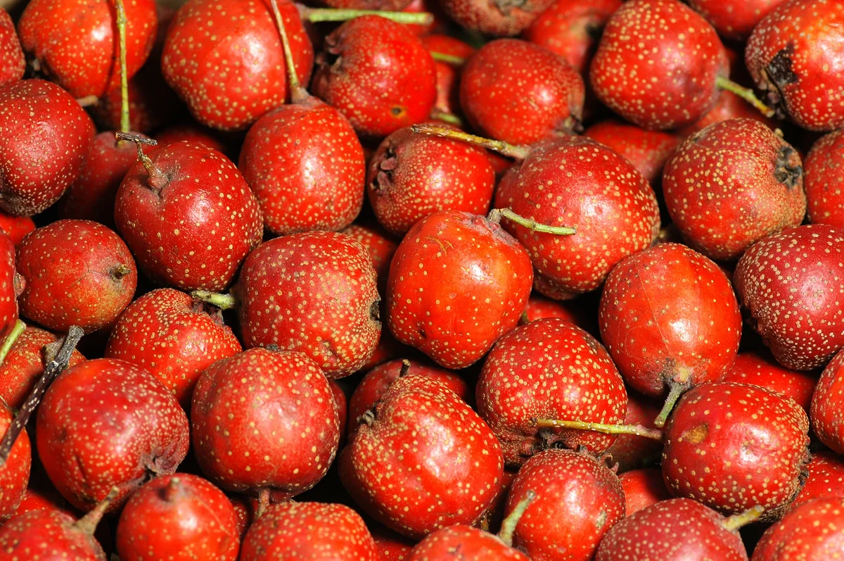 Ripe Hawthorn pomes