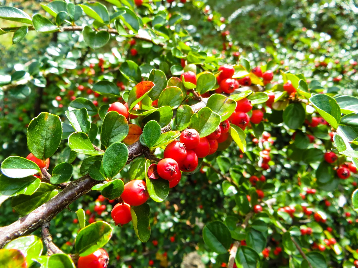 Berries on hawthorn