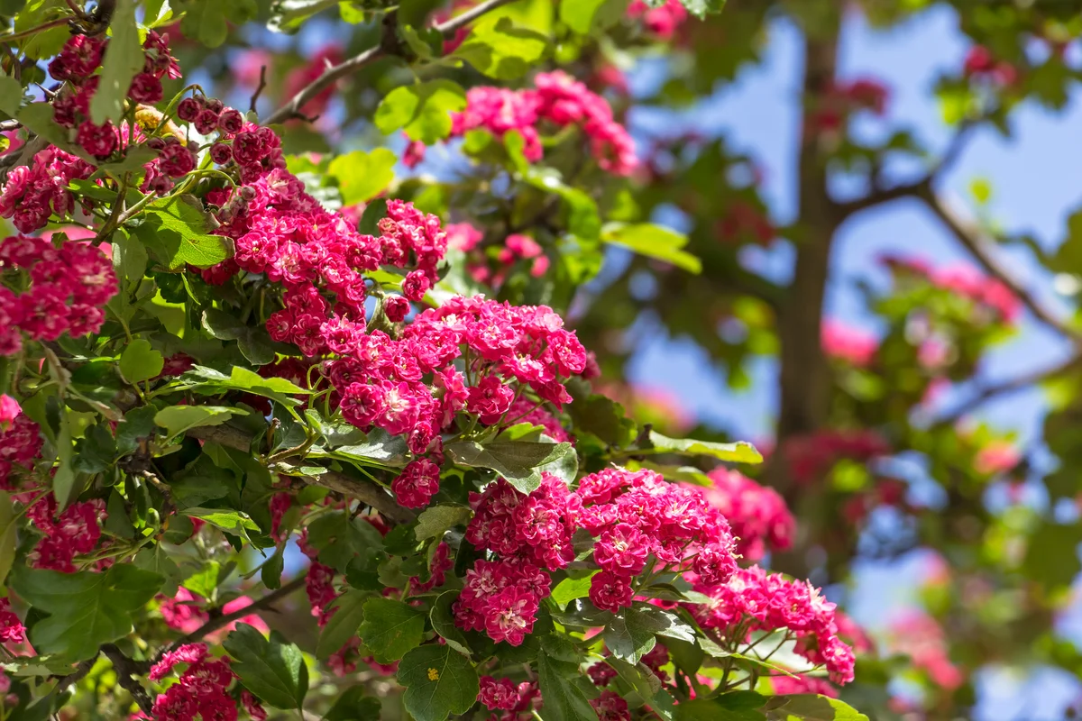 Blooming Hawthorn flowers