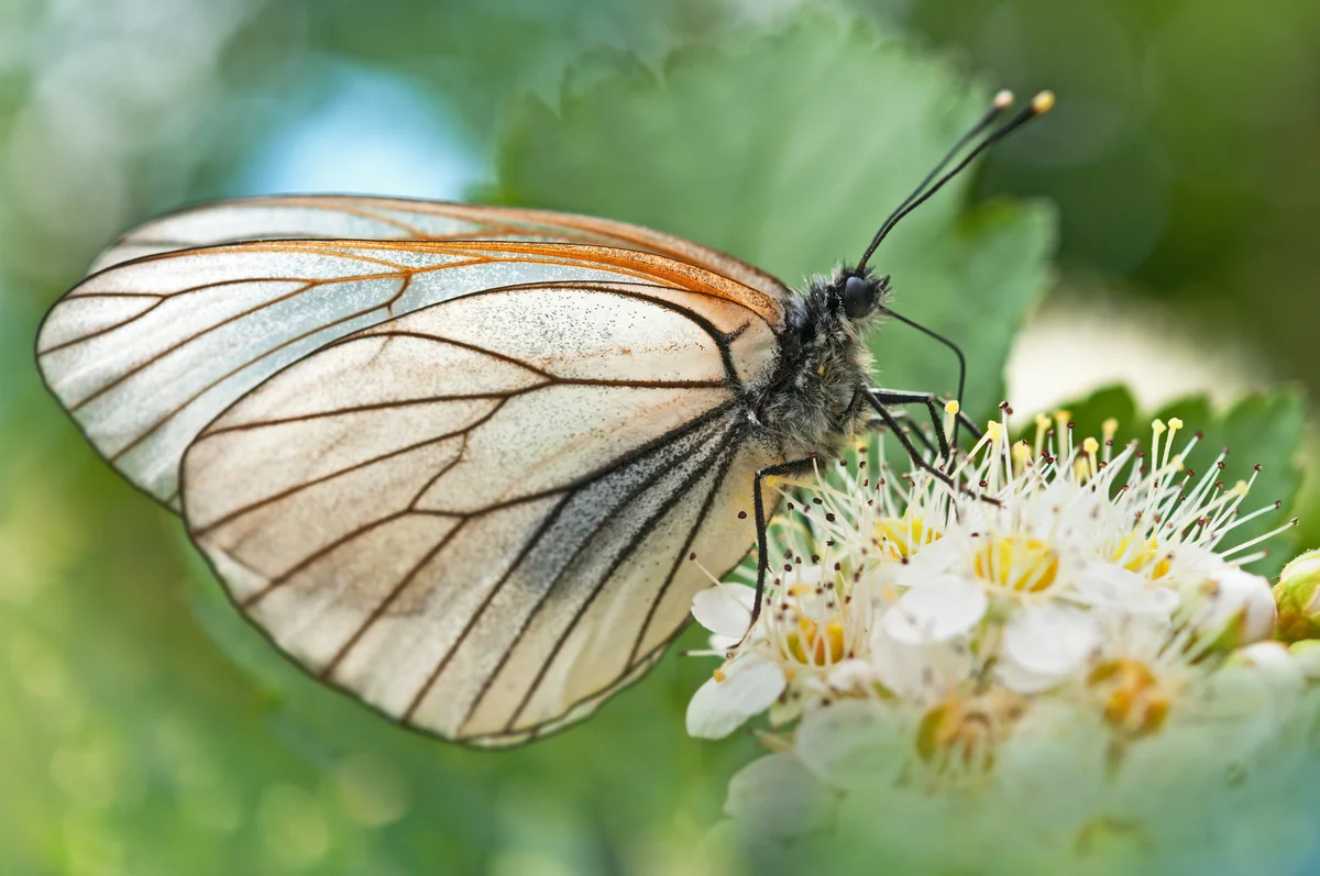 Butterfly on hawthorn flowers