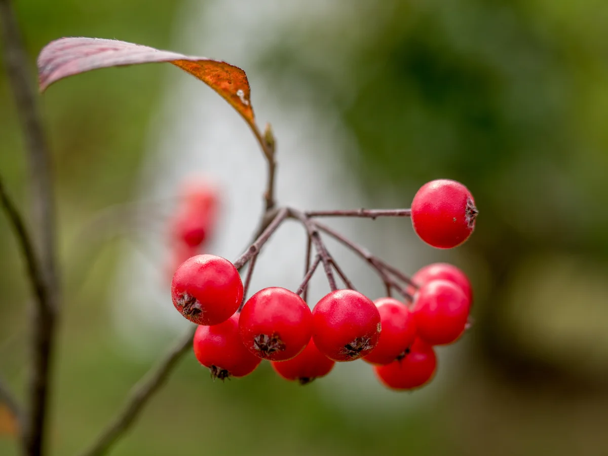 Washington Hawthorn fruit