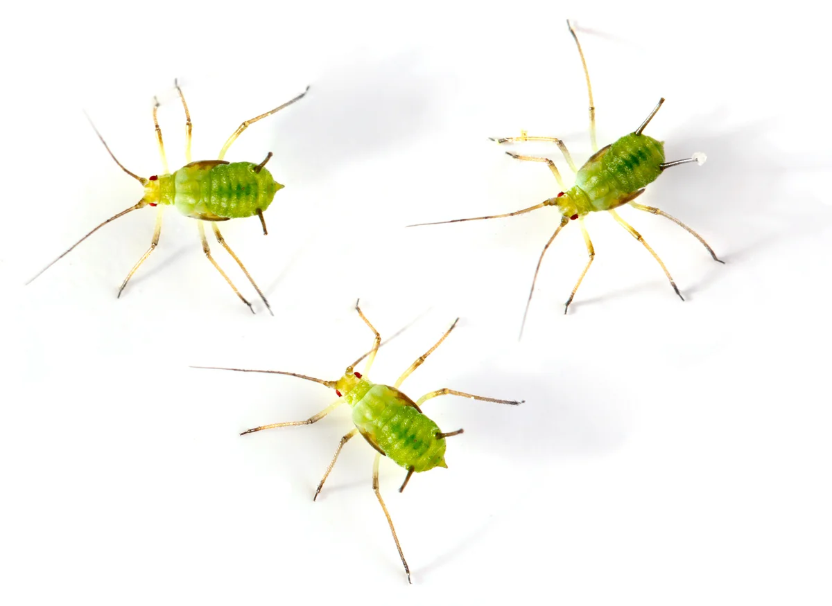 Aphids