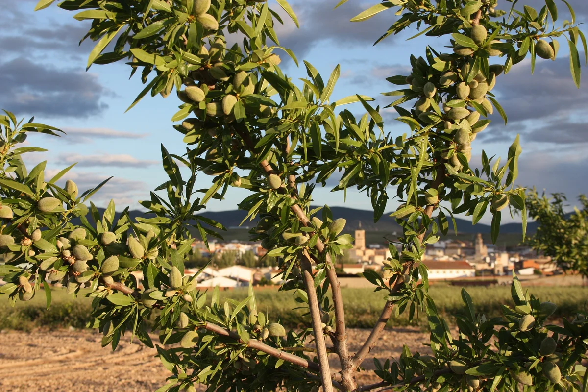 Almond tree