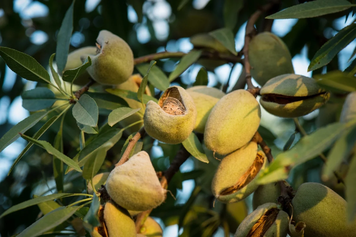 Almond tree fruit