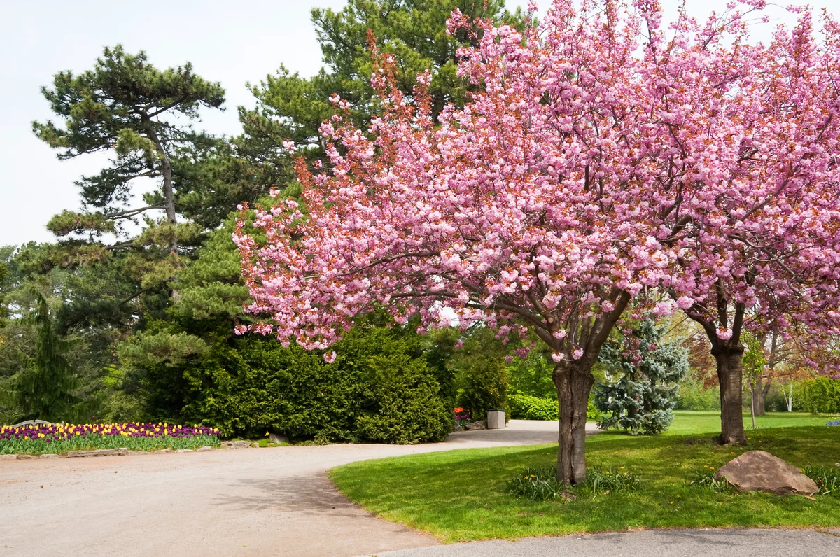 Blooming Almond Trees