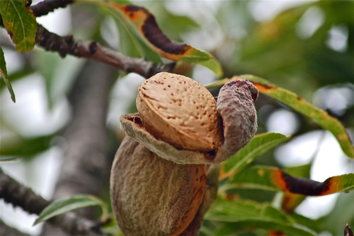 Almond tree nut