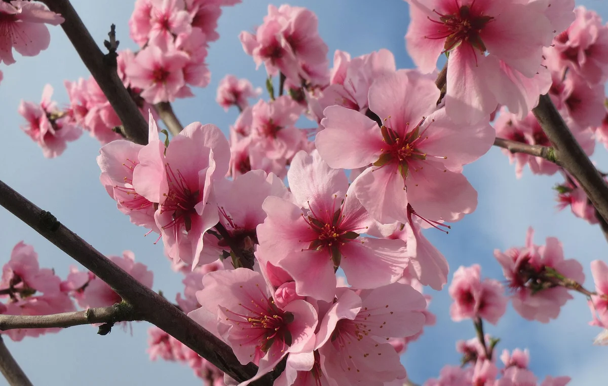 Almond tree flowers
