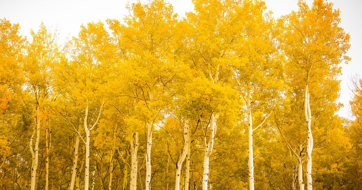 Mastering Aspen Trees: From Characteristics to Care