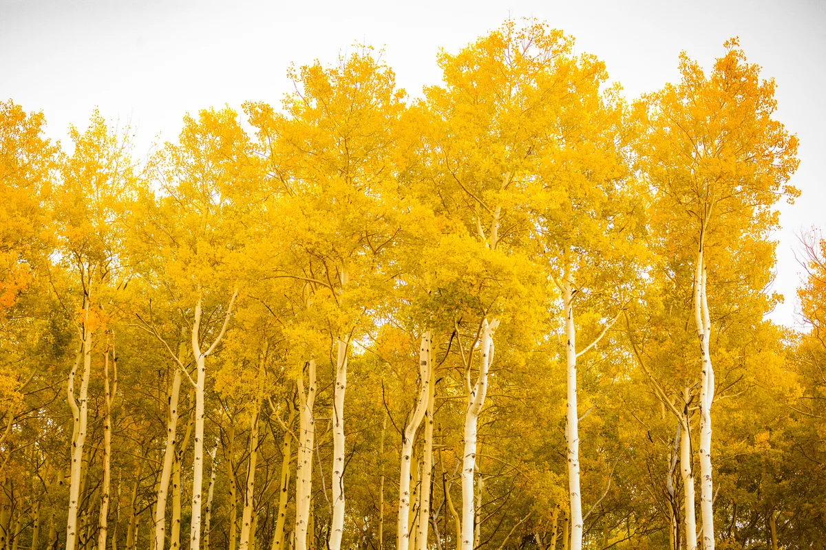Aspen trees