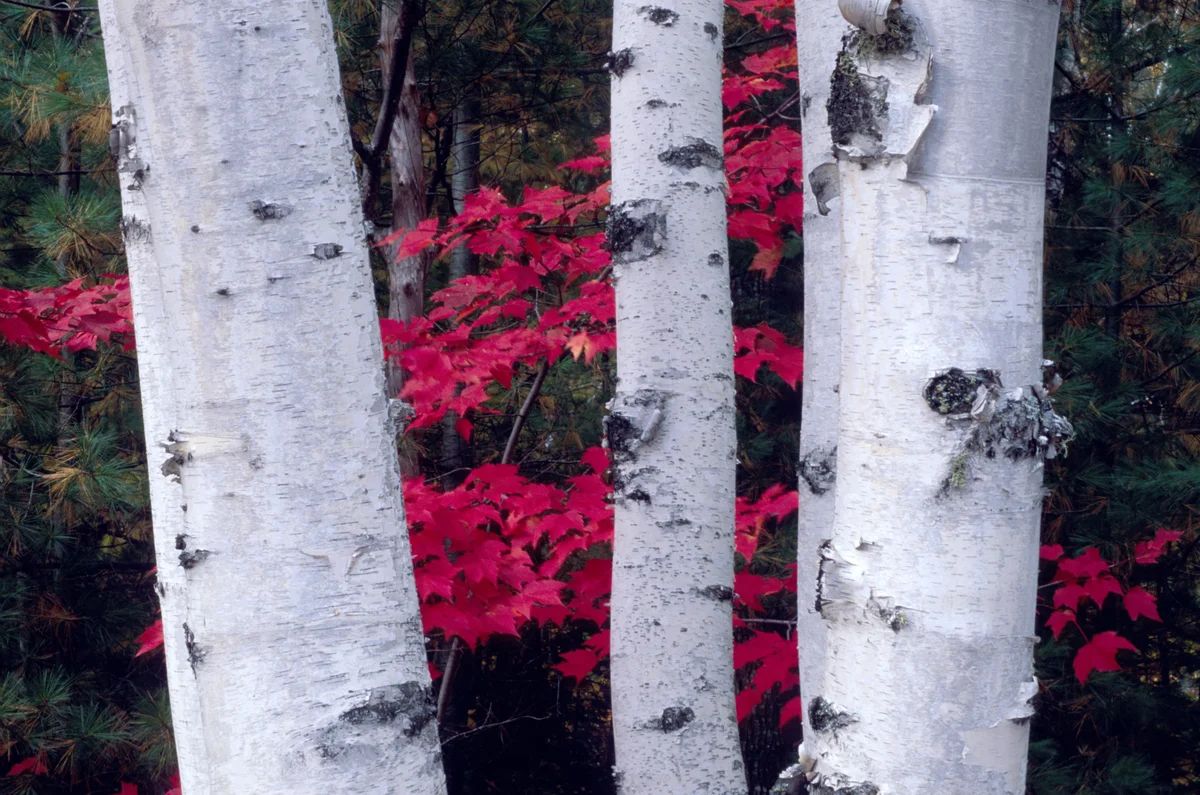 Aspen bark