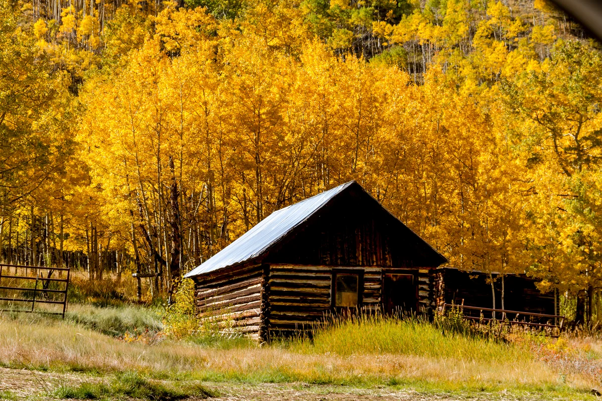 Fall Colors