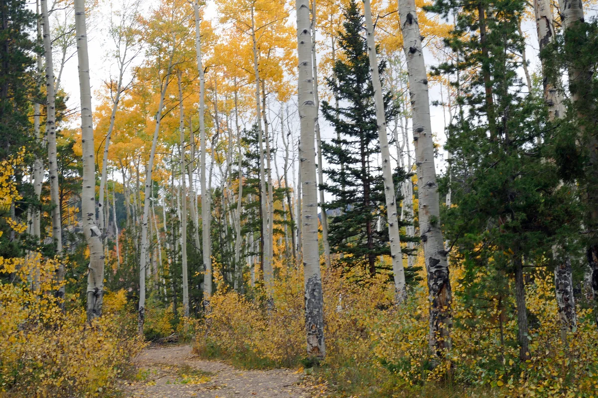 Aspin Path