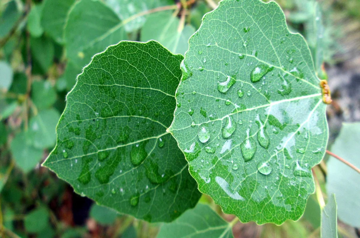 Aspen leaves