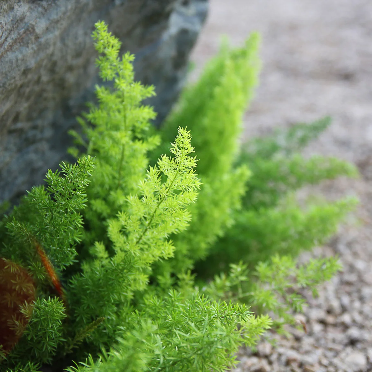 (Asparagus setaceus)