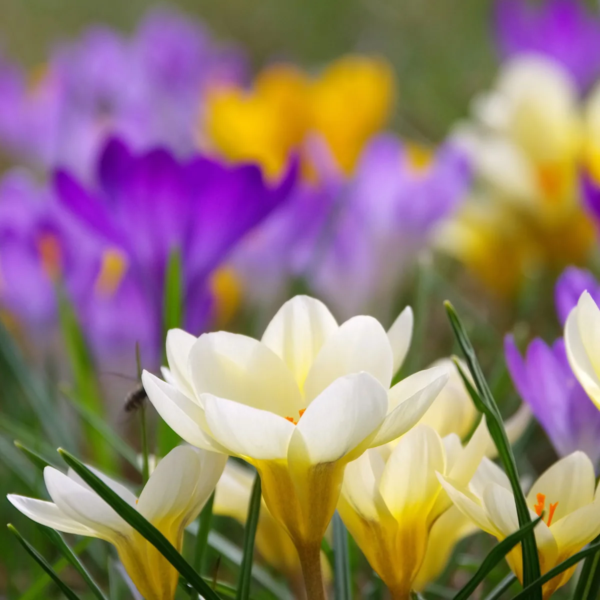 Crocus (Colchicum autumnale)