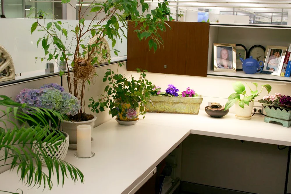 cubicle with plants