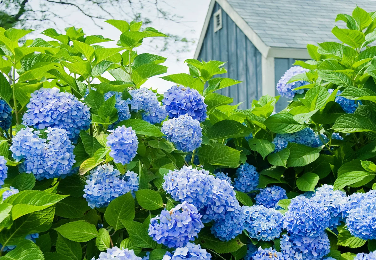 Blue hydrangea / ID 21478569 © Joyce Vincent