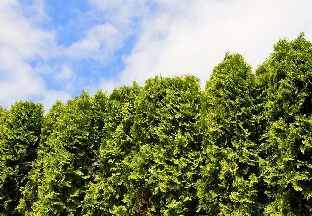 Emerald arborvitae