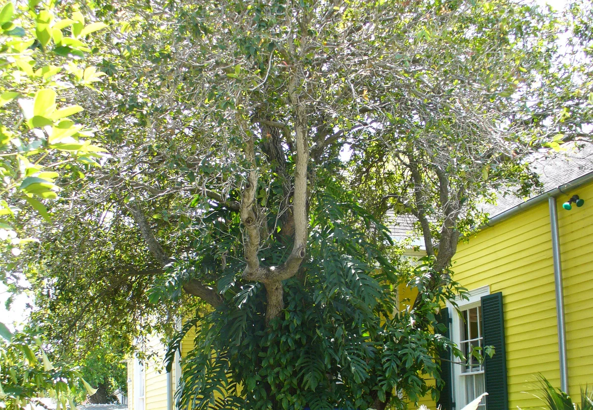Sweet Olive Tree (https://www.flickr.com/photos/harrisonandneil/467984687) / https://creativecommons.org/licenses/by-sa/2.0/