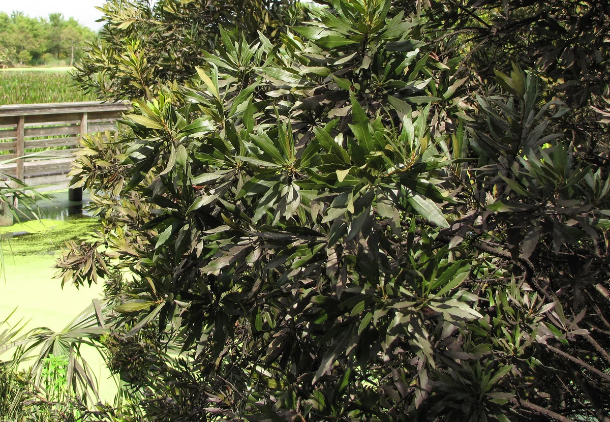Wax Myrtle (https://www.flickr.com/photos/starr-environmental/24949133876) / https://creativecommons.org/licenses/by/2.0/