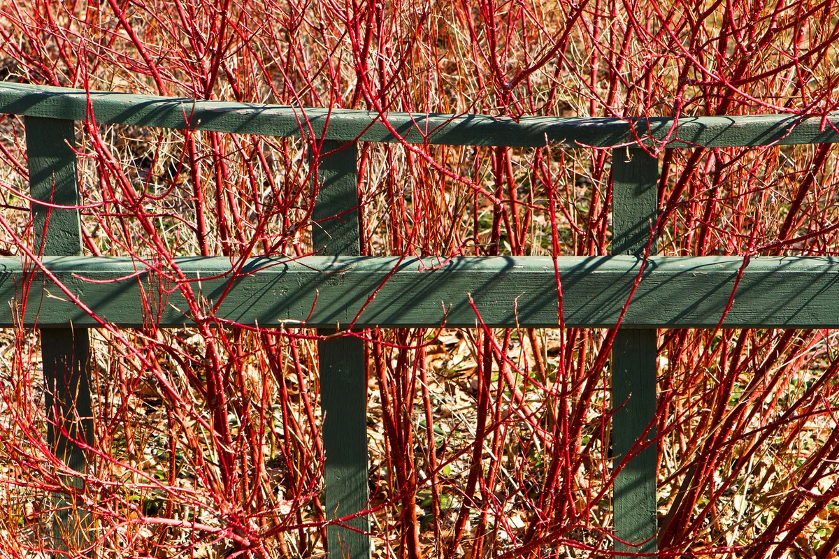 Red Twig Dogwood