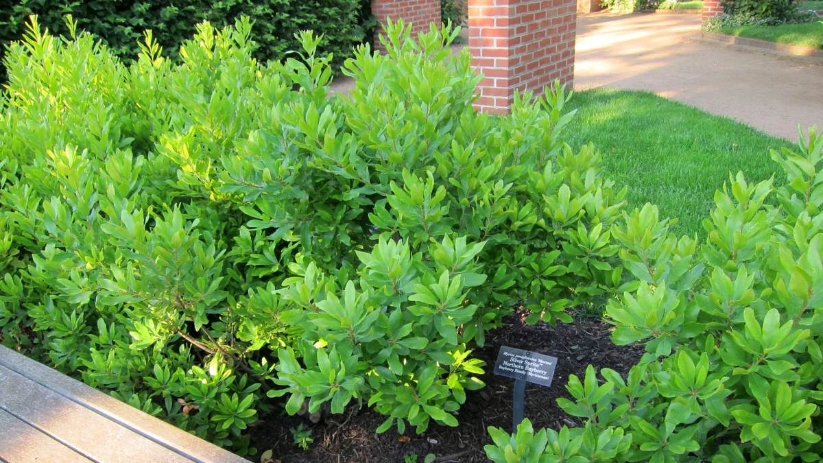 Northern Bayberry (https://www.flickr.com/photos/131880272@N06/20303573996/) / https://creativecommons.org/licenses/by/2.0/