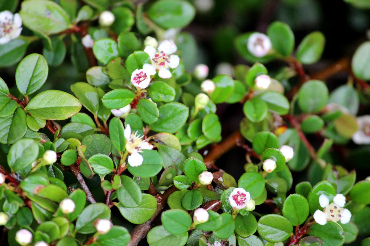 cotoneaster flowers