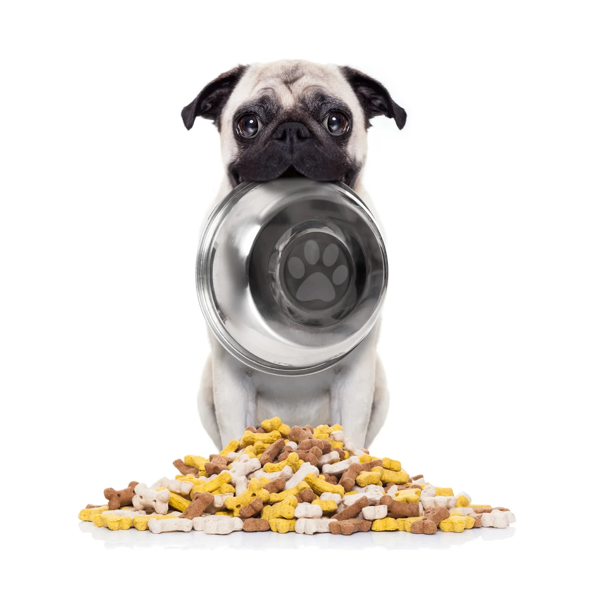 Dog with bowl