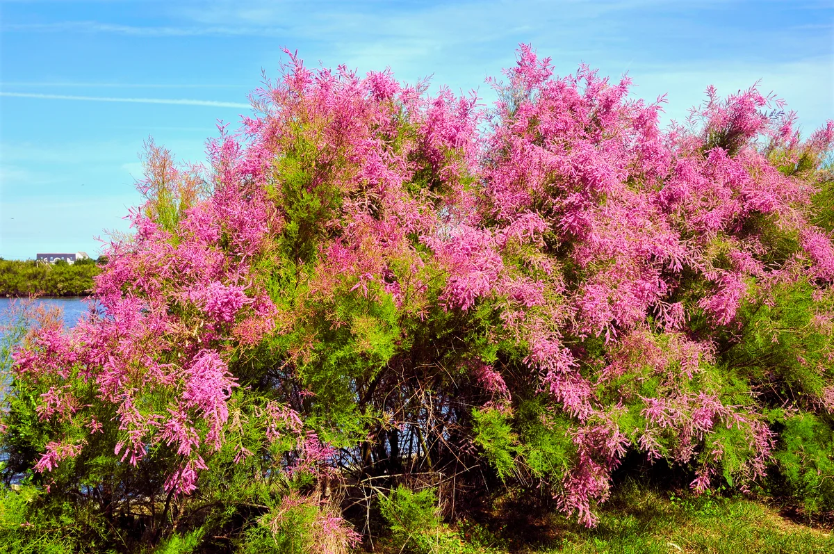Tamarisk tree