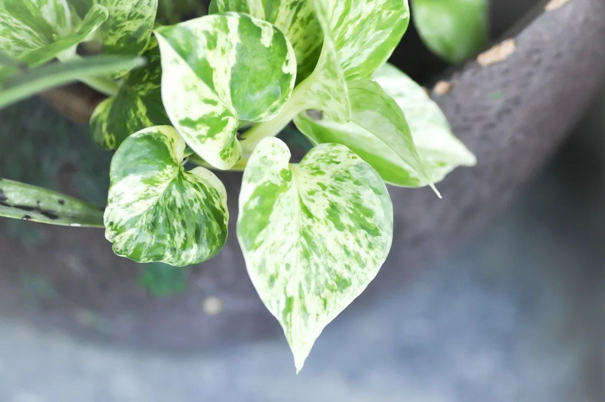 marble queen