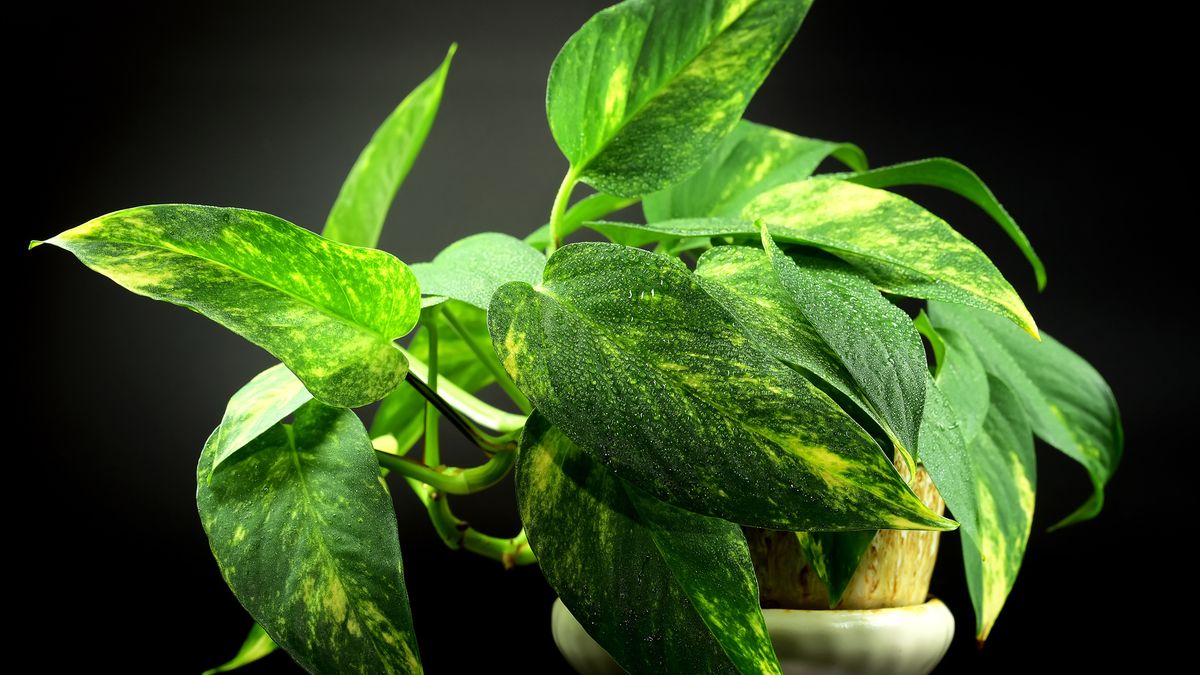 brandi philodendron Philodendron Brandi – Plant Detectives main image 1