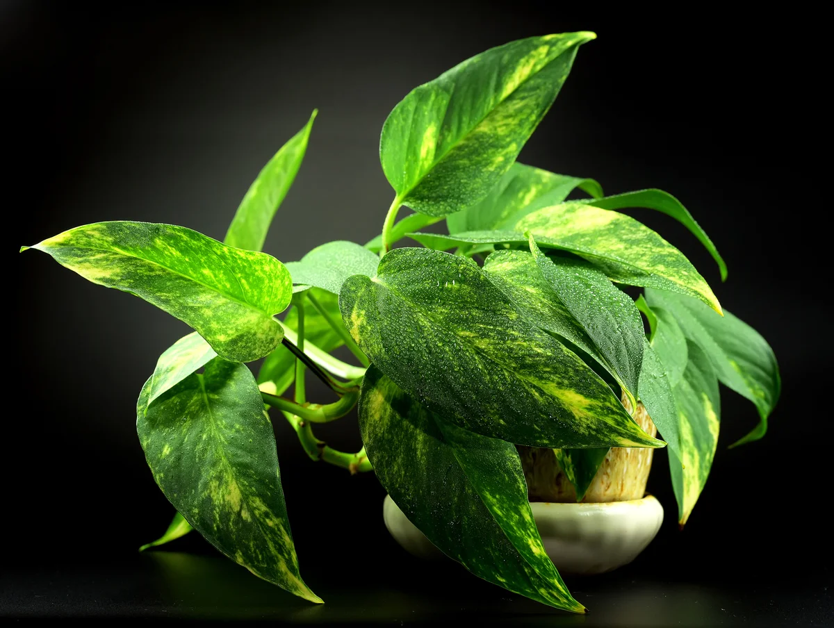 pothos houseplant