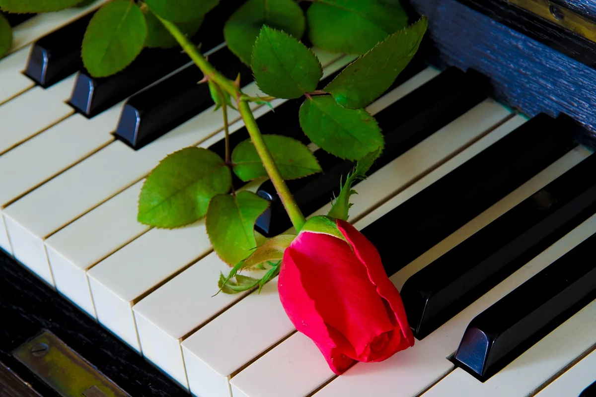 Red rose on the piano
