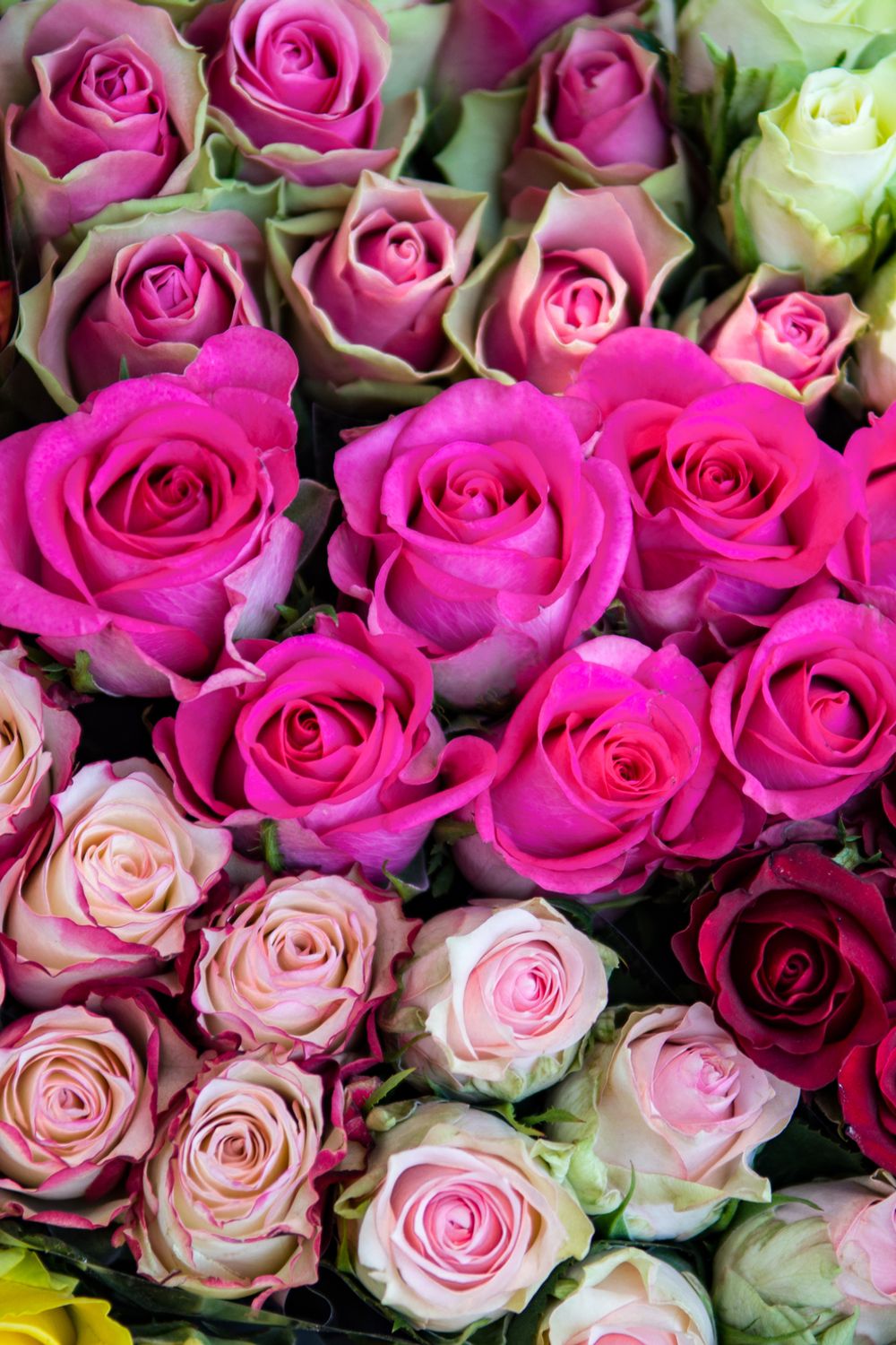 Des Roses Roses Pick the Perfect Rose: Meaning & Symbolism of Different Color Roses