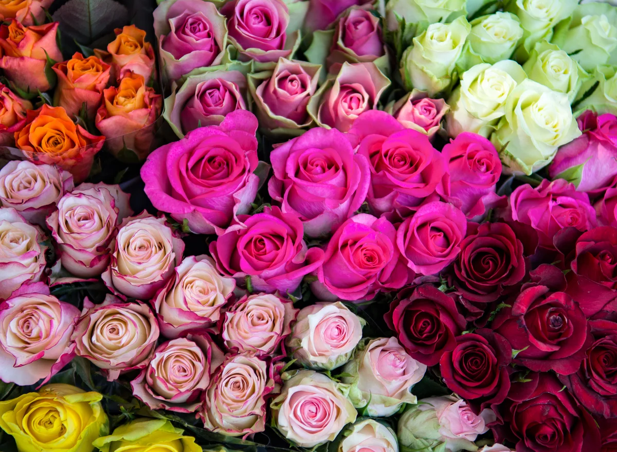 Roses