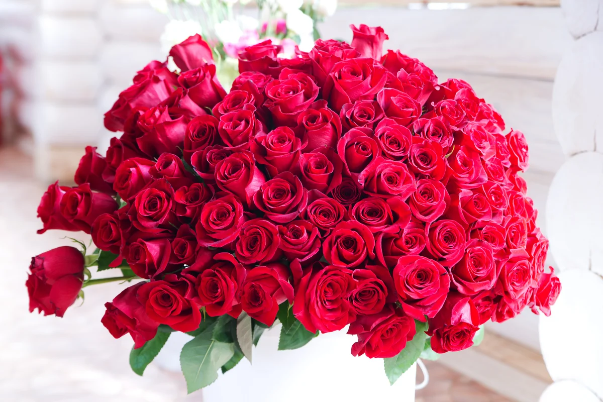 One hundred roses