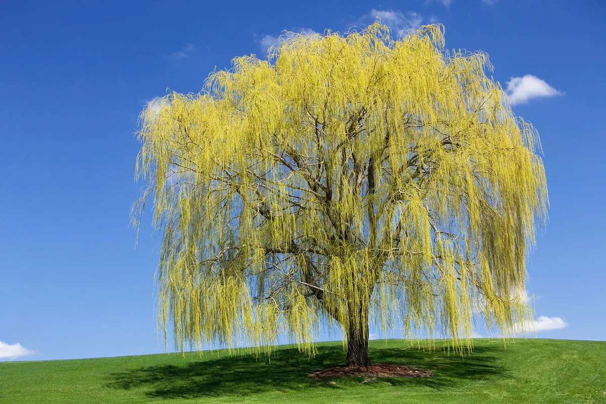 Spring Weeping Willow