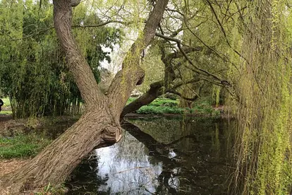 Weeping Willow over pond